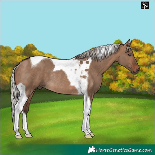 Horse Color:Silver Brown Dun Tobiano Rabicano 