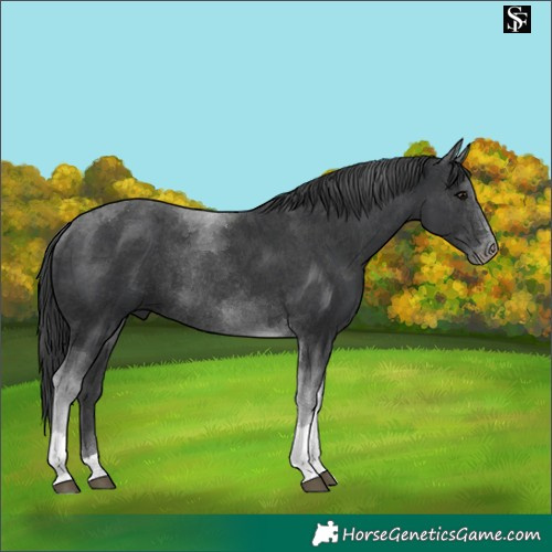 Horse Color:Black Tobiano Rabicano 