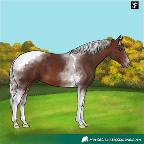 Horse Color:Silver Brown Tobiano 