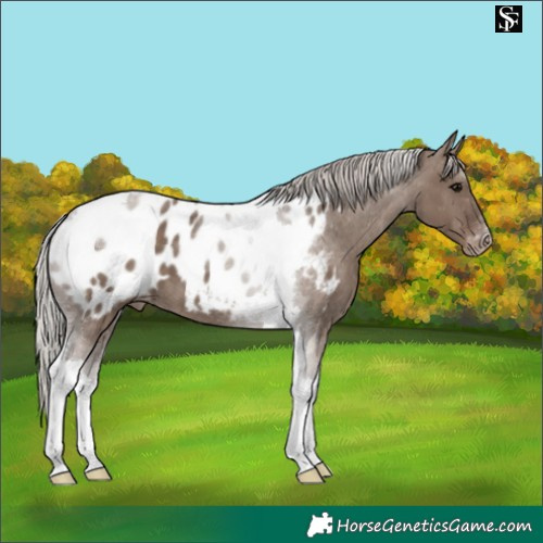Horse Color:Silver Grullo Tobiano Blanket 
