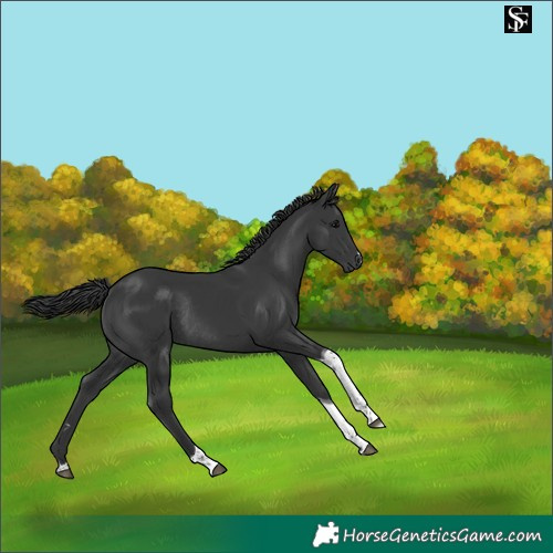Horse Color:Black Tobiano Rabicano 
