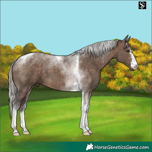 Horse Color:Silver Brown Dun Tobiano 