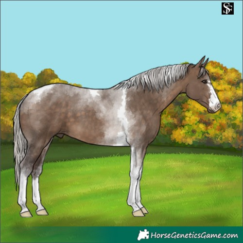 Horse Color:Silver Brown Dun Tobiano 