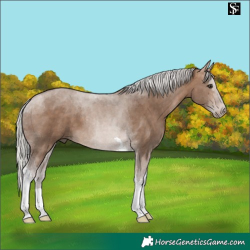 Horse Color:Silver Brown Dun Tobiano 