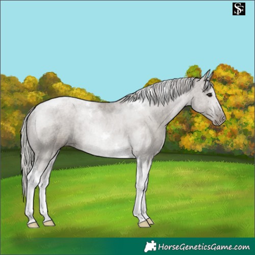 Horse Color:Silver Grullo Tobiano