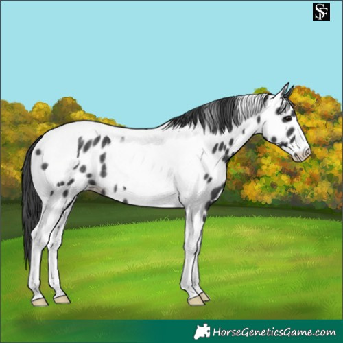 Horse Color:Black Tobiano Near Leopard Rabicano 