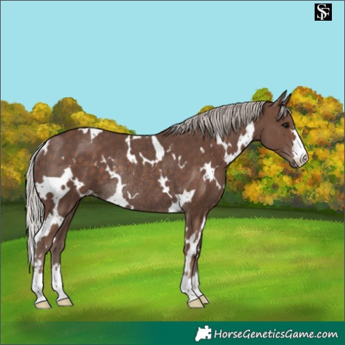 Horse Color:White Spotted Silver Black Rabicano 
