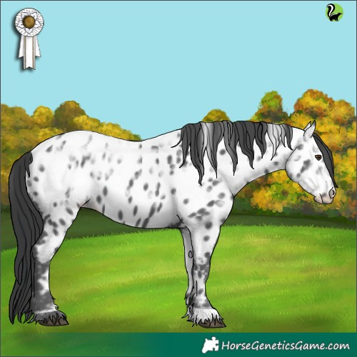 Horse Color:Black Ice Appaloosa 
