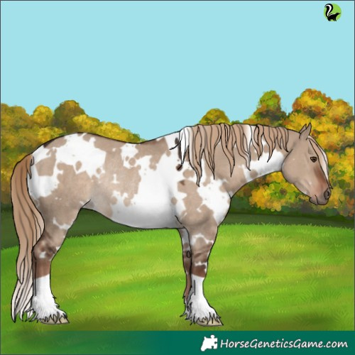 Horse Color:White Spotted Liver Red Dun Rabicano 
