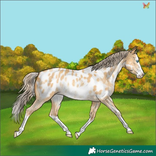 Horse Color:Gold Cream Champagne Dun Sabino Splash Appaloosa Rabicano