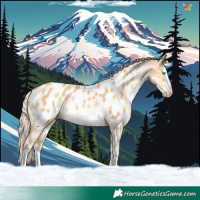 Horse Color:Gold Cream Champagne Dun Sabino Splash Appaloosa Rabicano