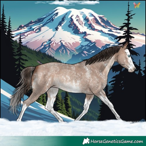 Horse Color:Amber Champagne Sabino Splash 