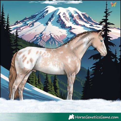 Horse Color:White Spotted Gold Champagne Sabino Appaloosa Rabicano 