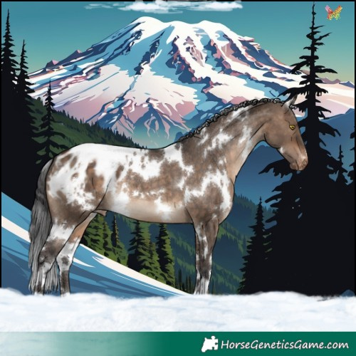 Horse Color:White Spotted Bay Dun Appaloosa 
