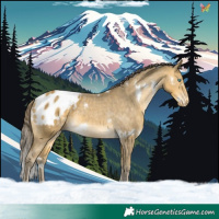 Horse Color:White Spotted Amber Cream Champagne Appaloosa 