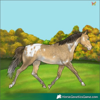 Horse Color:White Spotted Amber Cream Champagne Appaloosa 