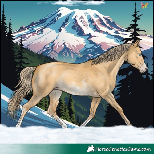 Horse Color:Gold Cream Champagne Dun Sabino Rabicano 