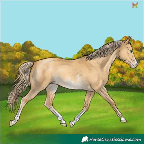 Horse Color:Gold Cream Champagne Dun Sabino Rabicano 
