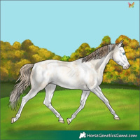 Horse Color:White Spotted Sable Cream Champagne Pearl Sabino Splash Appaloosa Rabicano 