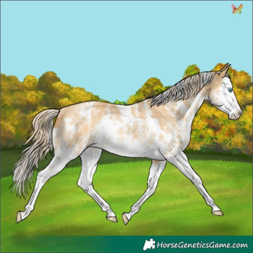 Horse Color:White Spotted Gold Cream Champagne Dun Sabino Splash Appaloosa Rabicano 