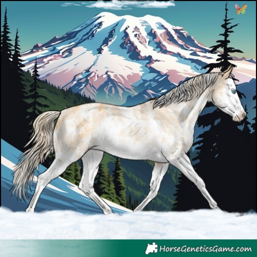 Horse Color:White Spotted Gold Cream Champagne Dun Sabino Splash Appaloosa Rabicano 