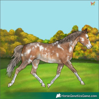 Horse Color:White Spotted Chocolate Palomino Sabino Splash 