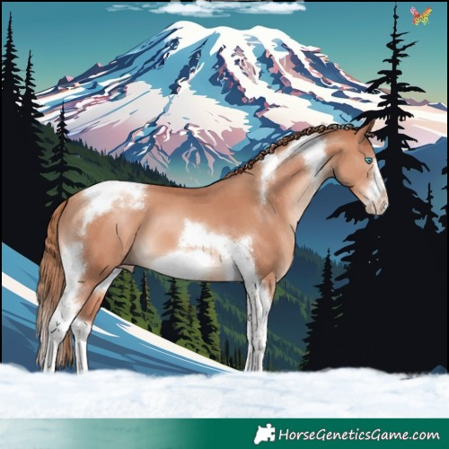 Horse Color:Gold Champagne Tobiano Frame 