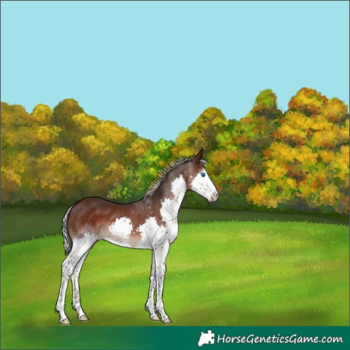 Horse Color:Silver Brown Sabino Splash 