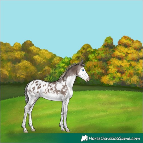 Horse Color:Silver Black Sabino Splash Appaloosa 