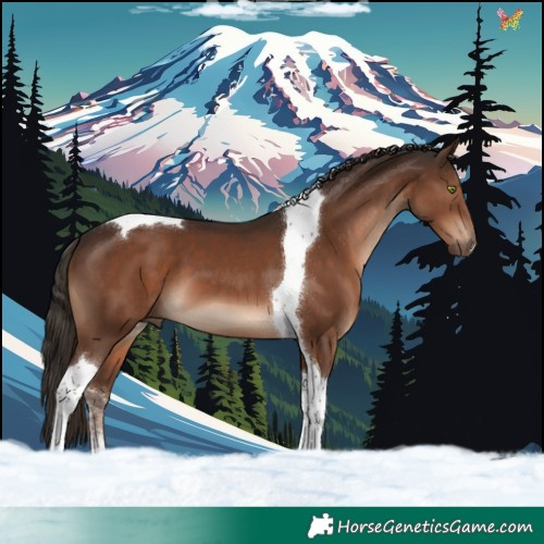 Horse Color:Liver Chestnut Tobiano 