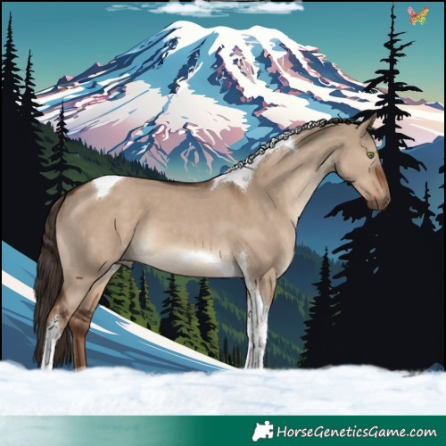 Horse Color:Liver Red Dun Tobiano 