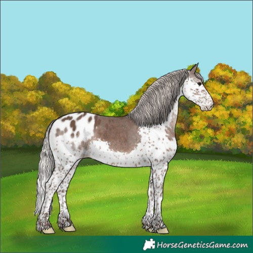 Horse Color:Silver Black Sabino Splash Appaloosa 
