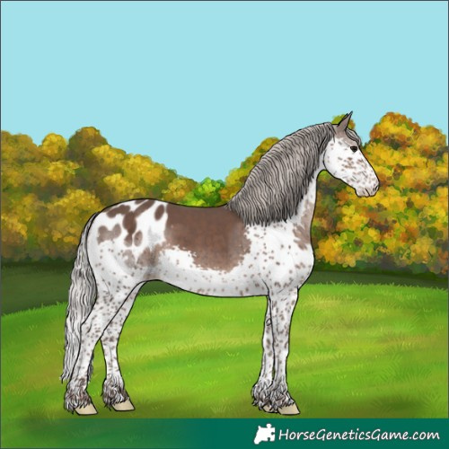 Horse Color:Silver Black Sabino Splash Appaloosa 