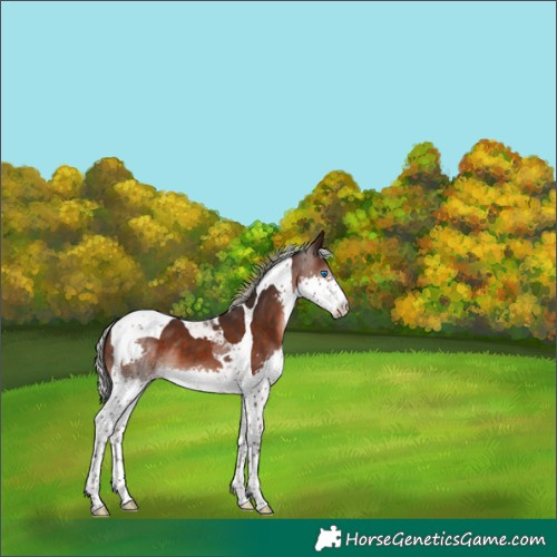 Horse Color:Silver Brown Splash Tobiano 