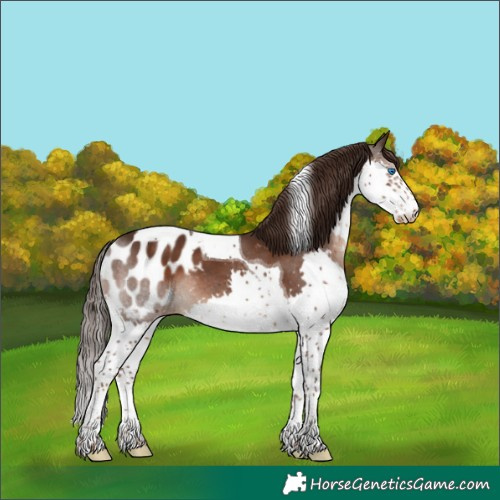 Horse Color:Liver Chestnut Splash Tobiano Appaloosa 