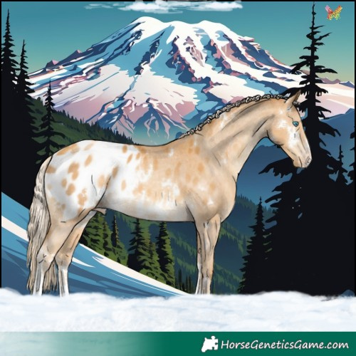 Horse Color:White Spotted Gold Cream Champagne Sabino Appaloosa 