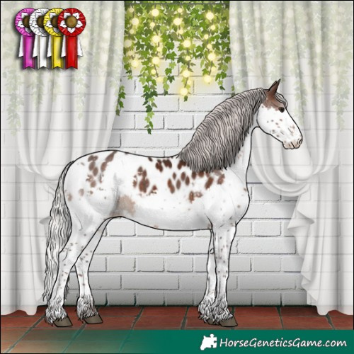 Horse Color:Silver Brown Splash Tobiano Appaloosa 