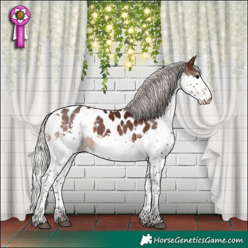 Horse Color:Silver Brown Splash Tobiano Appaloosa 