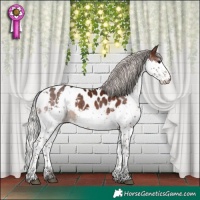Horse Color:Silver Brown Splash Tobiano Appaloosa 