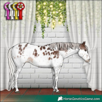 Horse Color:Silver Brown Splash Tobiano Appaloosa 