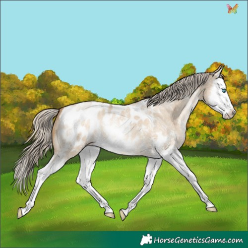 Horse Color:Chocolate Palomino Pearl Dun Sabino Splash Appaloosa
