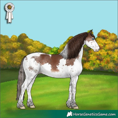 Horse Color:Liver Chestnut Splash Tobiano Appaloosa 