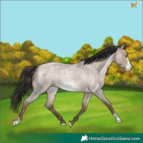 Horse Color:Sable Champagne Roan Dun Frame 