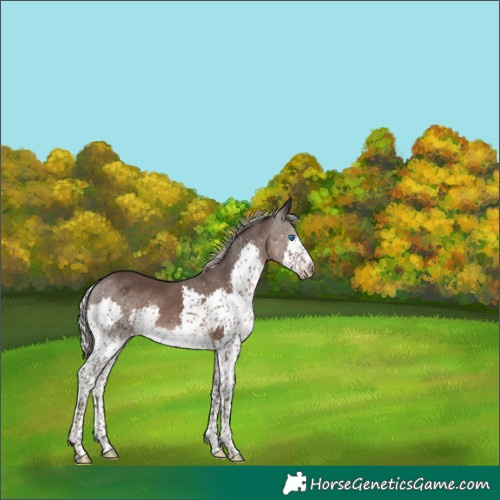 Horse Color:Silver Black Splash 