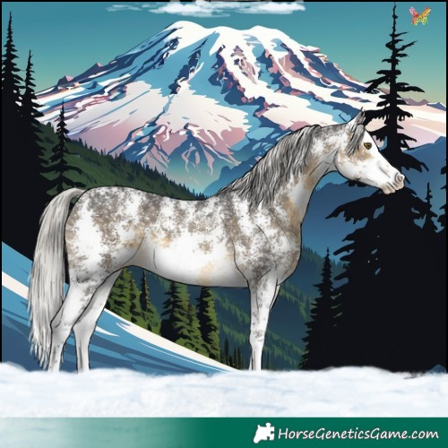 Horse Color:Silver Buckskin Sabino Splash 