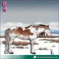 Horse Color:Liver Chestnut Splash Tobiano