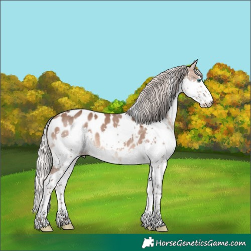 Horse Color:White Spotted Silver Brown Dun Splash Appaloosa 