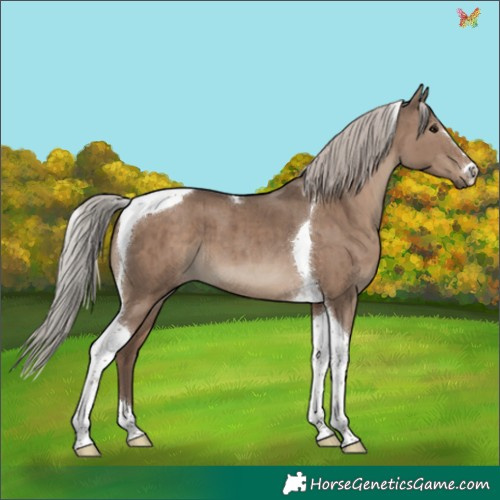 Horse Color:Silver Grullo Tobiano Brindle 