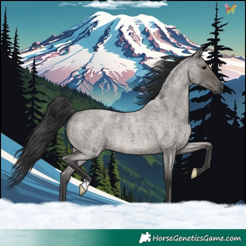Horse Color:Grullo Roan 
