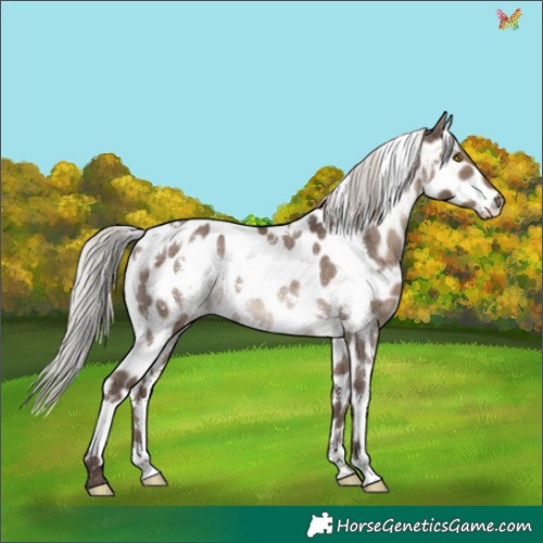 Horse Color:White Spotted Silver Grullo Appaloosa Rabicano Brindle